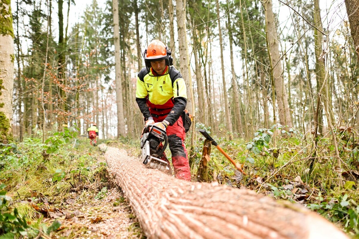 Forstarbeiter schlitzt mit angebautem Streifenmesser an seiner Motorsäge die Rinde eines Fichtenstammes ein.
