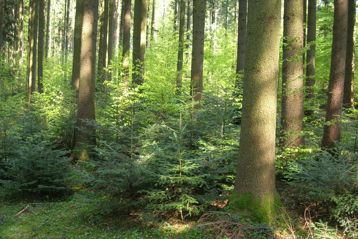 Gesicherte Tannen-Buchen-Naturverjüngung unter Fichten-Altholz