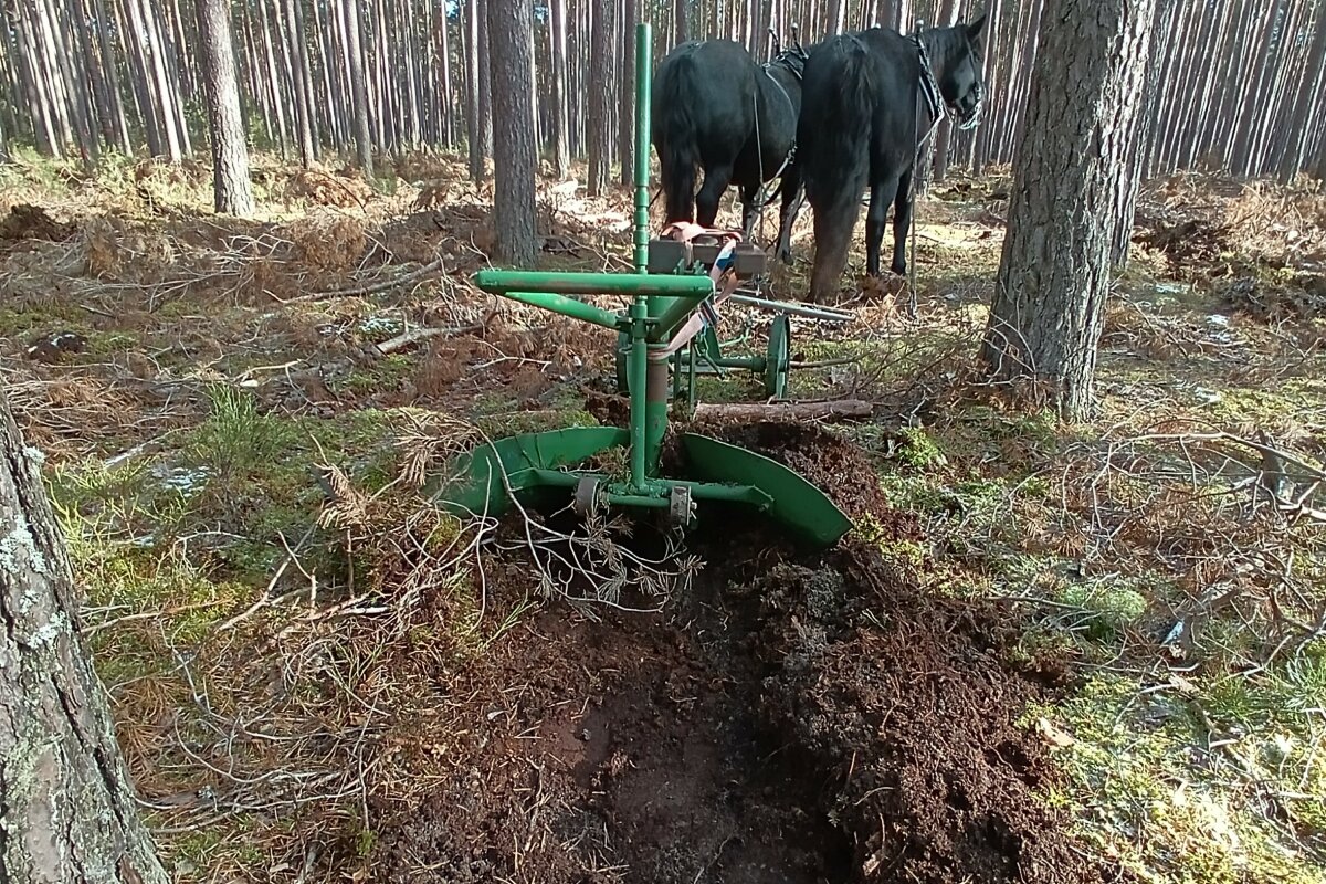 Pferde ziehen ein Anbaugerät hinter sich her und hinterlassen eine Furche im Waldboden