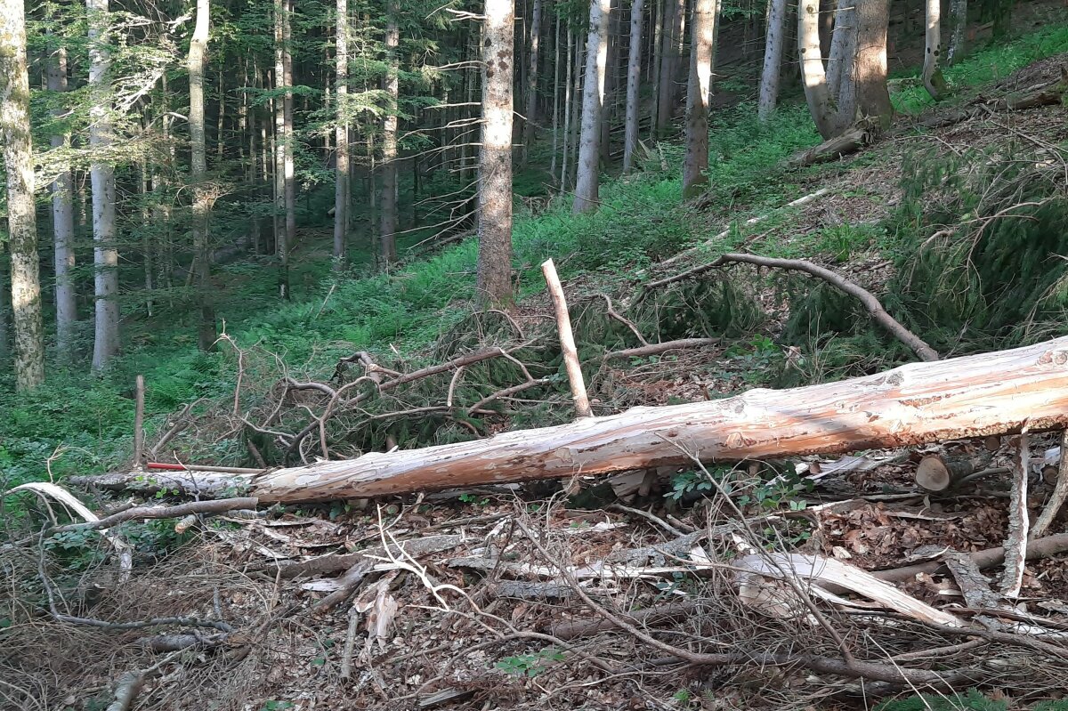 Handentrindete Fichtenstämme liegen am Hang im Schutzwald