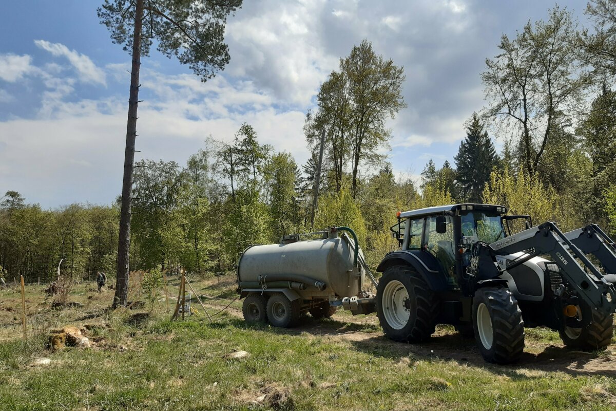 Bewässerung einer Forstkultur im Wald mit Schlauch und Weidefass