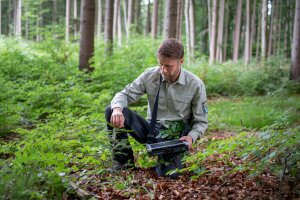 Förster mit Laptop kniet in Waldverjüngung und kontrolliert Jungpflanzen