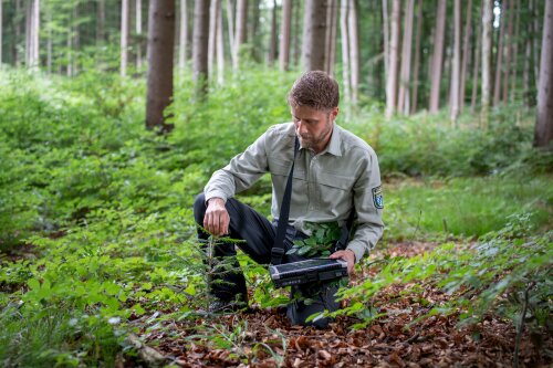 Förster mit Laptop kniet in Waldverjüngung und kontrolliert Jungpflanzen