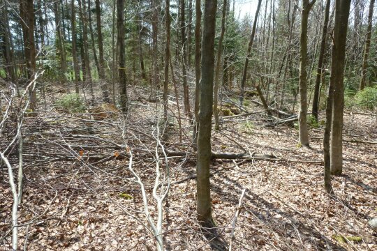 Junger Waldbestand, in dem einige Bäume gefällt am Boden liegen und andere mit Farbbändern markiert sind.