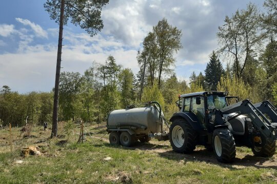 Bewässerung einer Forstkultur im Wald mit Schlauch und Weidefass