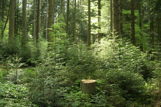 Tannen-Naturverjüngung