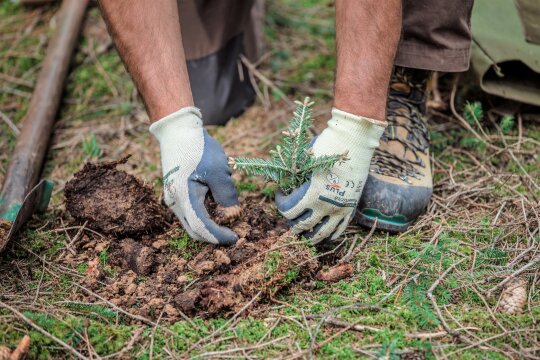 Nahaufnahme von zwei Händen in Schutzhandschuhen, die eine junge Tanne einpflanzen.