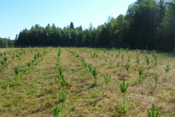 Wiese bepflanzt mit jungen Bäumen