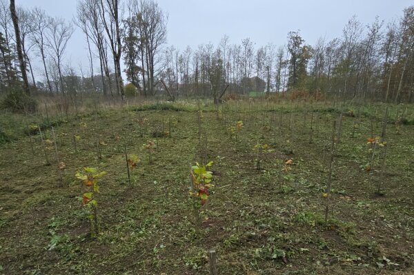 Pflanzungsfläche mit jungen Tulpenbäumen, alle mit Stab markiert