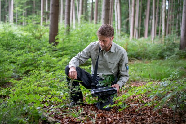 Förster mit Laptop kniet in Waldverjüngung und kontrolliert Jungpflanzen