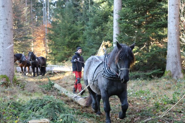 Ein Pferd zieht unter Anleitung seines Besitzers einen Baumstamm durch den Wald. Im Hintergrund warten zwei weitere Pferde.