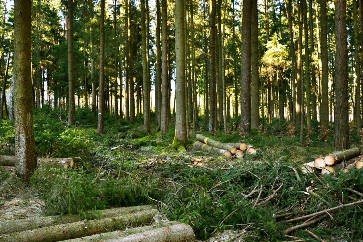 Holzstämme liegen in mehreren Stapeln entlang einer Rückegasse