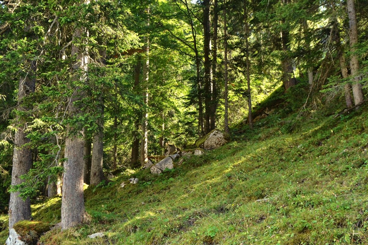 Bergwald in steiler Hanglage