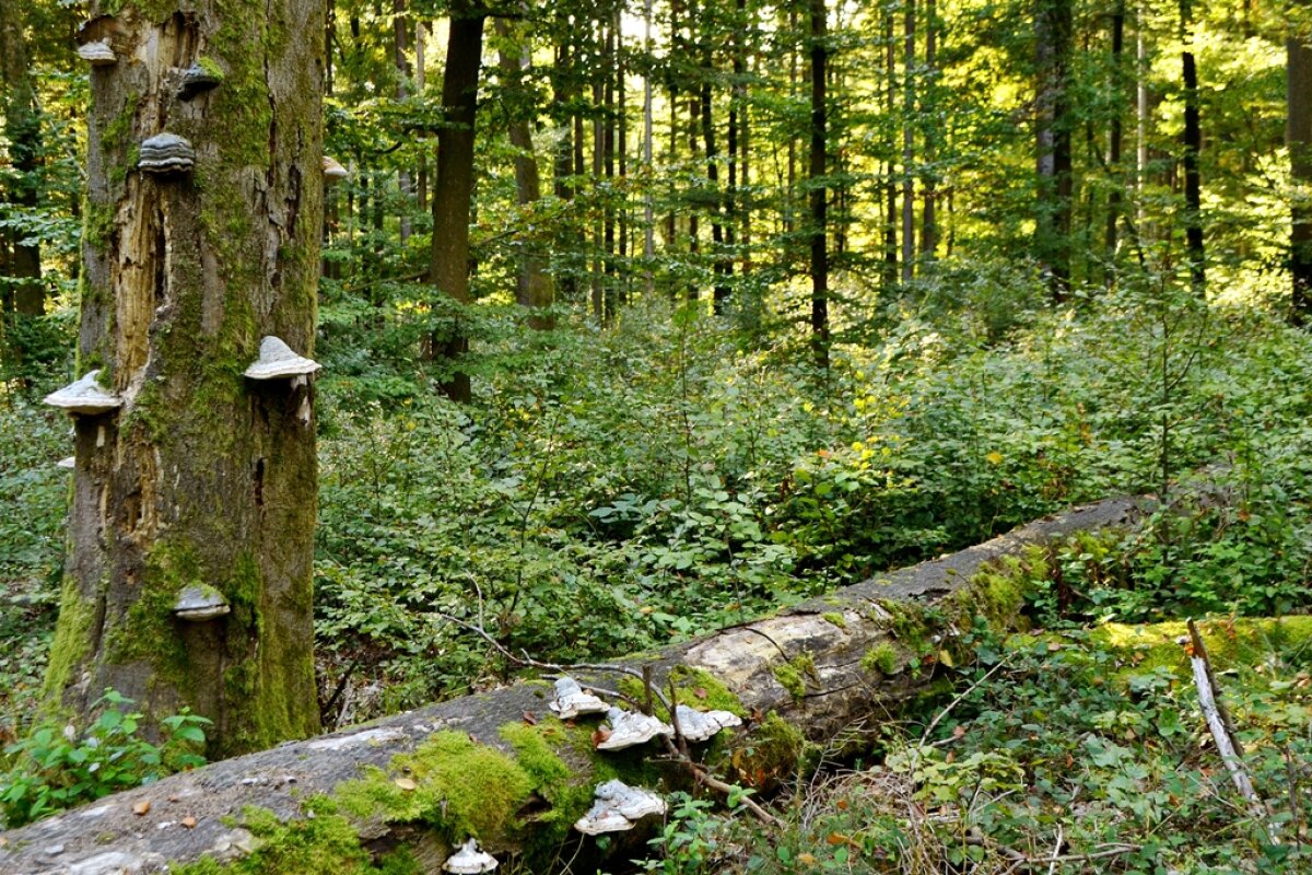 Abgestorbener Buchenstamm mit Moos bewachsen