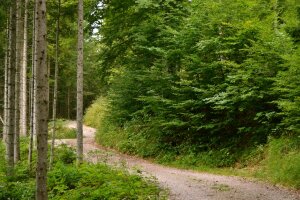 Forstweg schlängelt sich durch den Wald