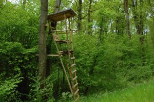 An zwei Bäume gebauter Hochsitz im Wald