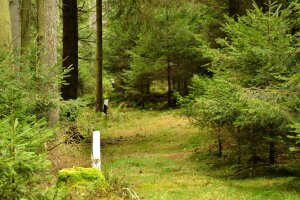 Rückegasse im Wald mit Grenzmarkierungen