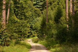 Gewundener Schotterweg im Wald