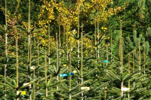 Christbäume aus dem Wald mit Markierungen