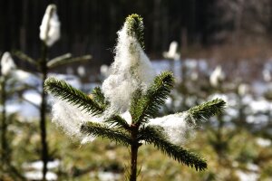 Trieb von junger Fichte in Schafswolle eingewickelt