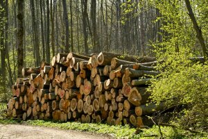 Holzpolter an Waldstraße