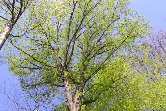 Im Frühling austreibende Hainbuche