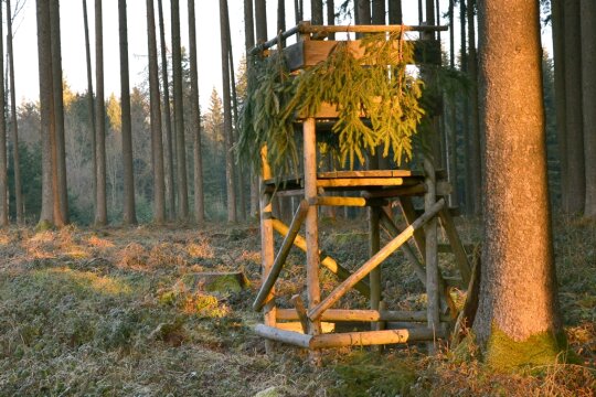 Halbhoher Jagdansitz an einer Lichtung