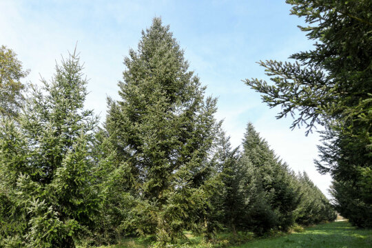 Weißtannen-Samenplantage