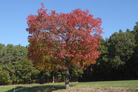 Herbstlich rot gefärbte Roteiche