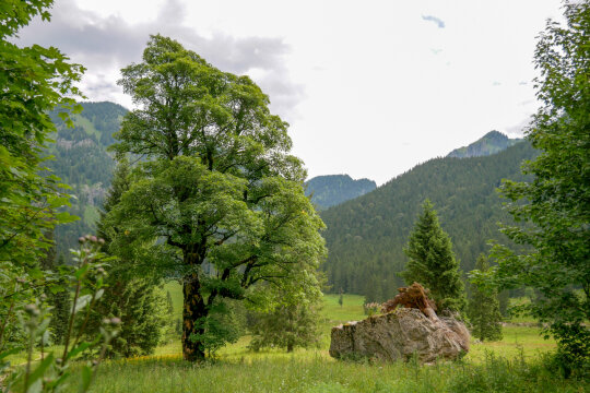 Solitärer Bergahorn