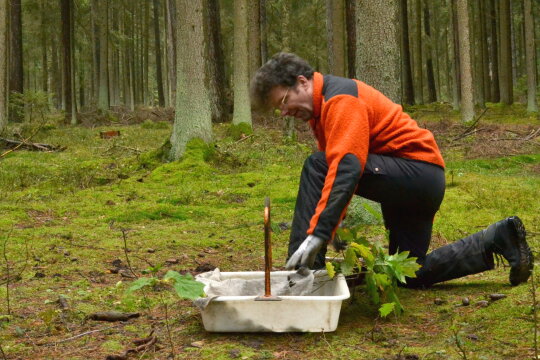 Waldarbeiter bei der Pflanzung im Wald