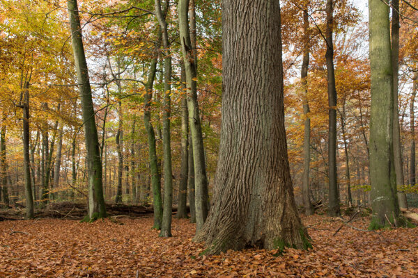 Starke Stieleiche in einem Buchen-Eichen-Wald (© Gero Brehm)
