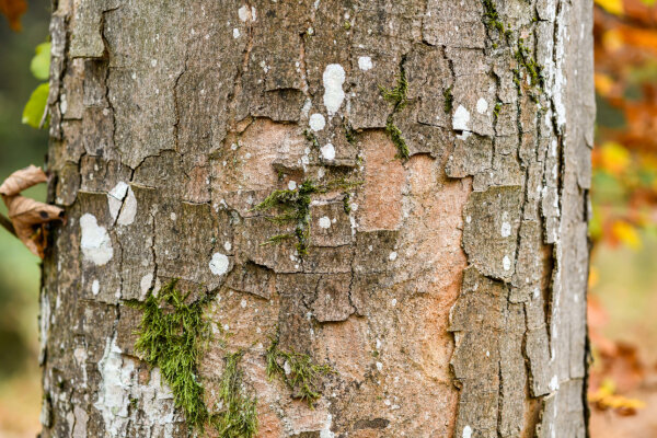 Charakteristisch abblätternde Rinde an einem Bergahornstamm (© Tobias Hase)