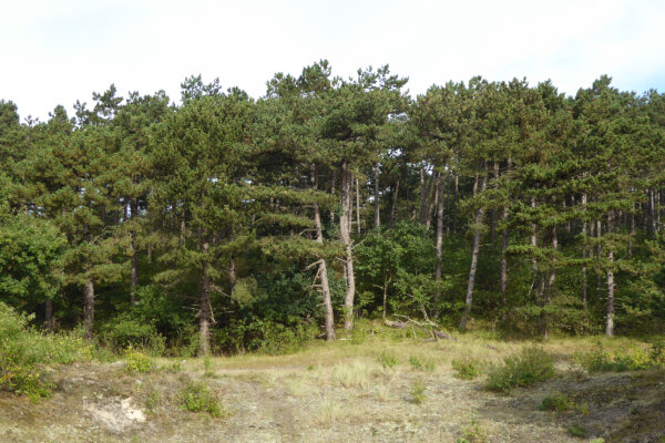 Wald aus Schwarzkiefern (© Gregor Aas)