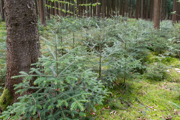 Voranbau von Weißtanne in einem Fichtenbestand (© Gero Brehm)