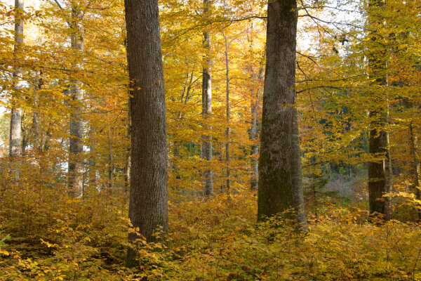Stieleichenbestand im Herbst mit flächiger Buchenverjüngung (© Gero Brehm)