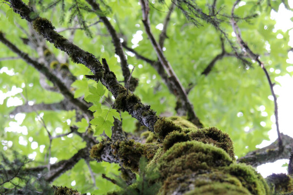 Bergahornkrone mit bemoostem Stamm (© Christoph Josten)