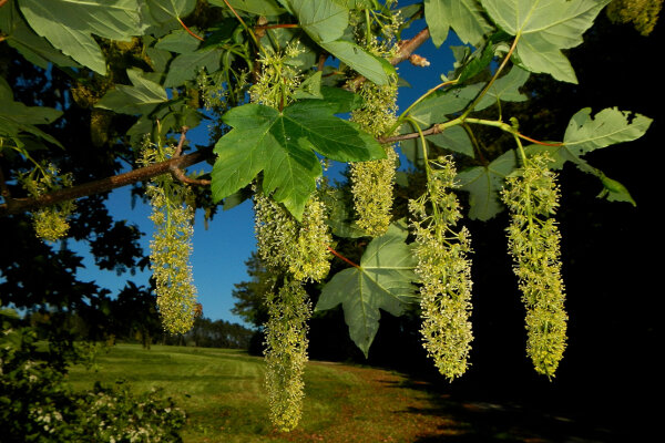 Ährenförmige Ahornblüten und Ahornblätter (© Klaus Stangl)