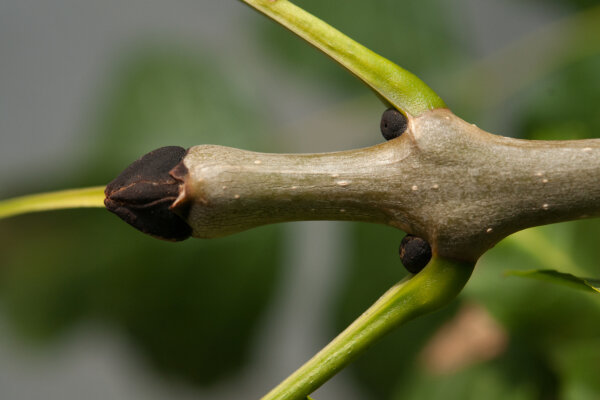 Knospe der Europäischen Esche (© Philipp Gilbert)
