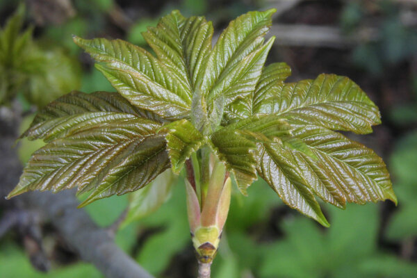 Junges Ahornblatt aus der Knospe (© Rainer Ziegowski)