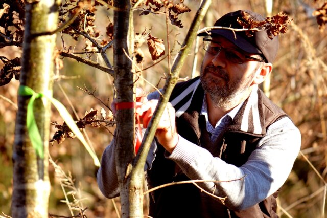 Waldbesitzer markiert junge Bäume mit bunten Bändern