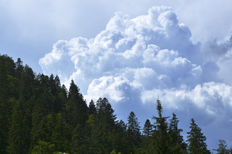 Bauschige Wolken über Nadelwald