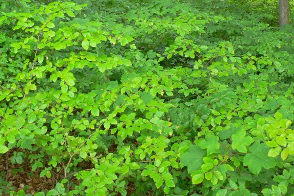 Waldboden mit zahllosen dicht stehenden Keimlingen von Buche und Ahorn
