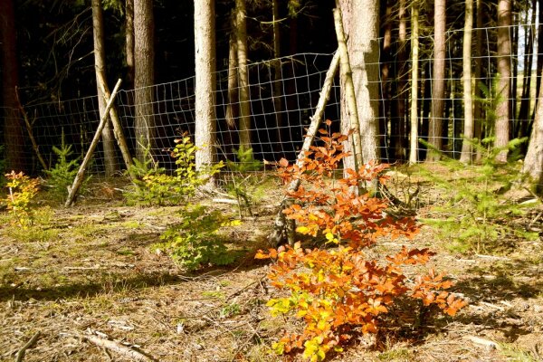 Einfacher Scherenzaun aus Drahtgeflecht