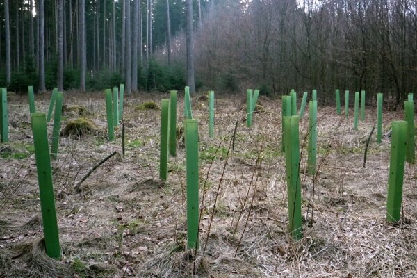 Wuchshüllen als Wildschadensschutz