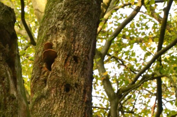 „Höhlenbäume“ bieten Spechten und Insekten Naturhöhlen