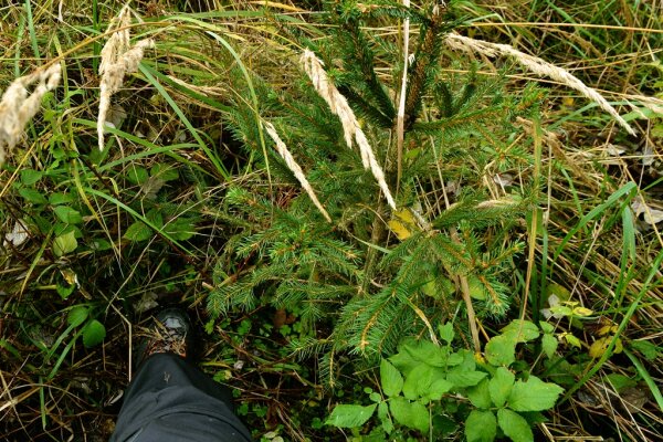 Niedertreten: Das Gras wird ringförmig um die Fichte niedergetreten