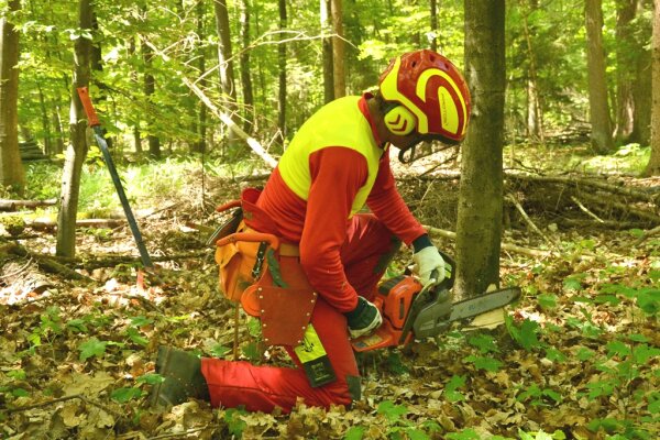 1. Arbeitsschritt: Fällen des Baumes (Motorsägenkurs!)