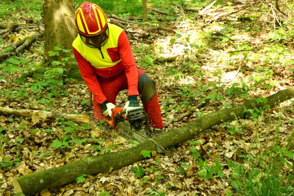 4. Arbeitsschritt: An den Markierungen wird der Stamm in Stücke geschnitten