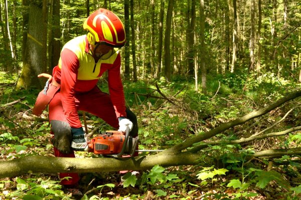 2. Arbeitsschritt: Der Stamm des gefällten Baumes wird entastet